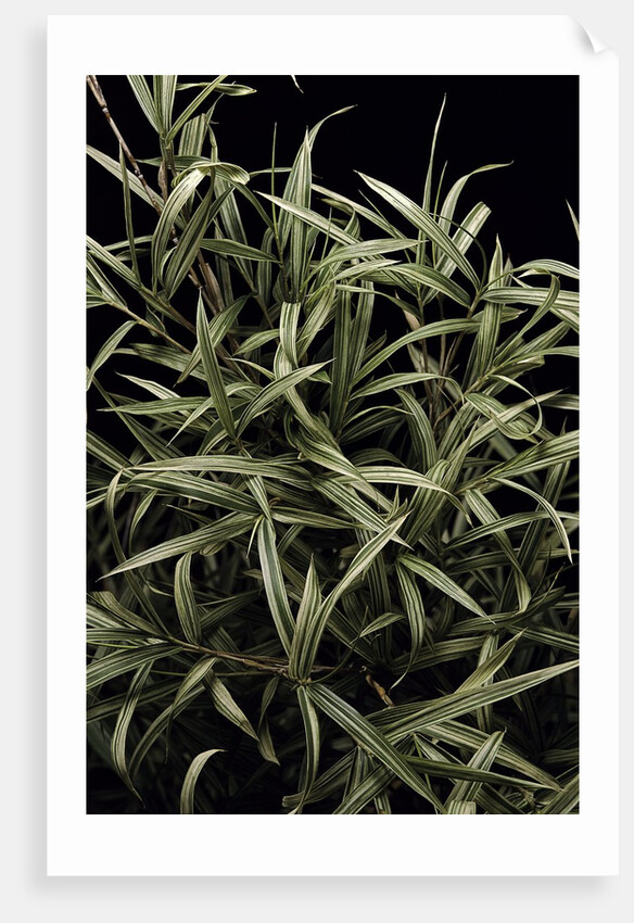 Pleioblastus chino f. elegantissimus (bamboo) by Anonymous