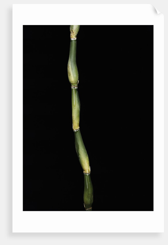 Pseudosasa japonica var. tsutsumiana (arrow bamboo) by Anonymous