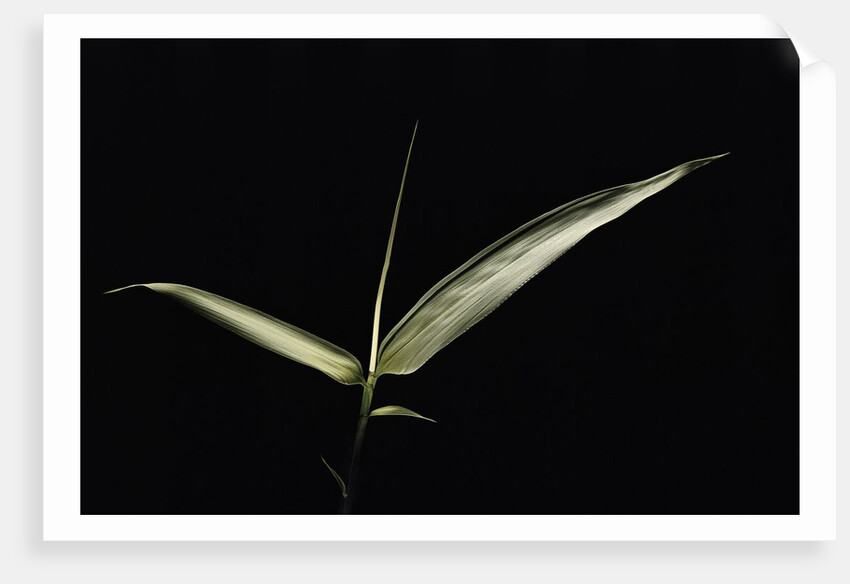 Pseudosasa japonica f. variegata (arrow bamboo) - leaf by Anonymous