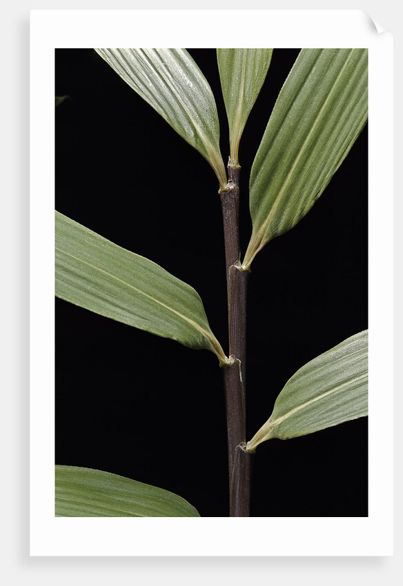 Pseudosasa viridula (bamboo) - leaf by Anonymous