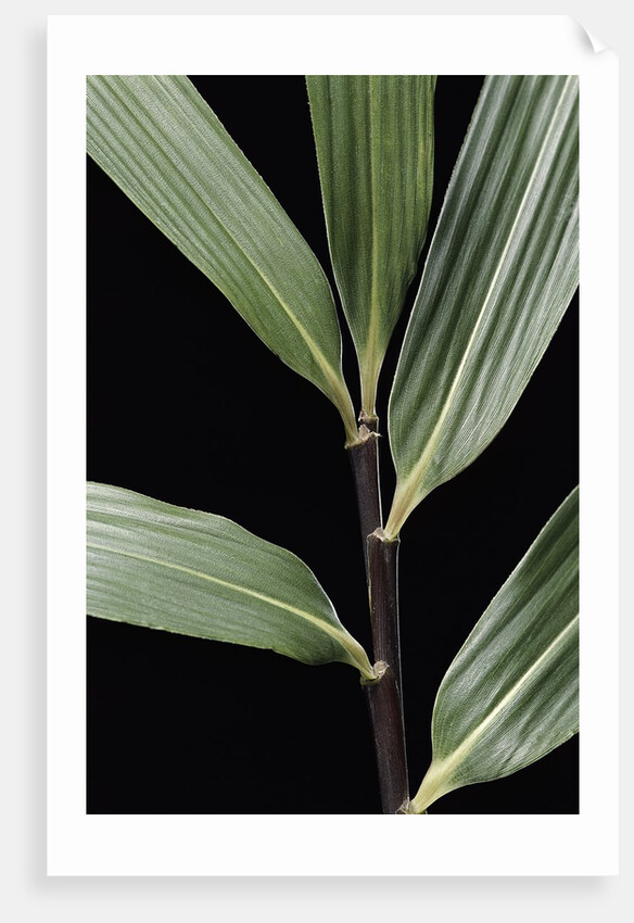 Pseudosasa viridula (bamboo) - leaf by Anonymous