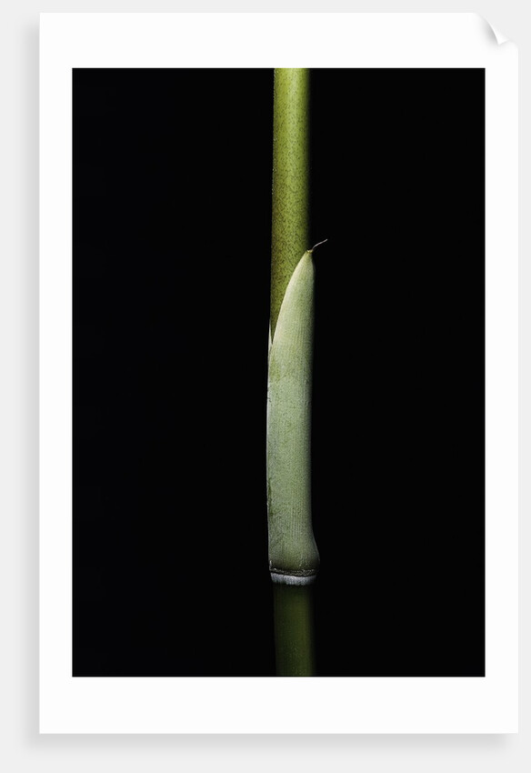 Sasa palmata f. nebulosa (broadleaf bamboo) - young culm by Anonymous