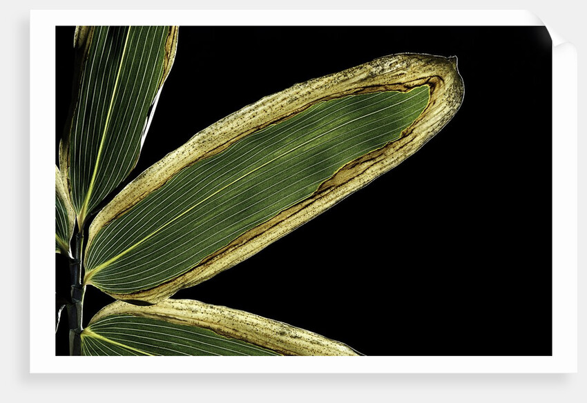 Sasa veitchii (kuma bamboo grass) - leaf by Anonymous