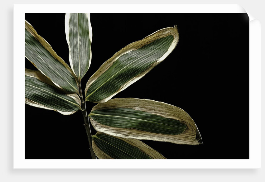 Sasa veitchii (kuma bamboo grass) - leaf by Anonymous