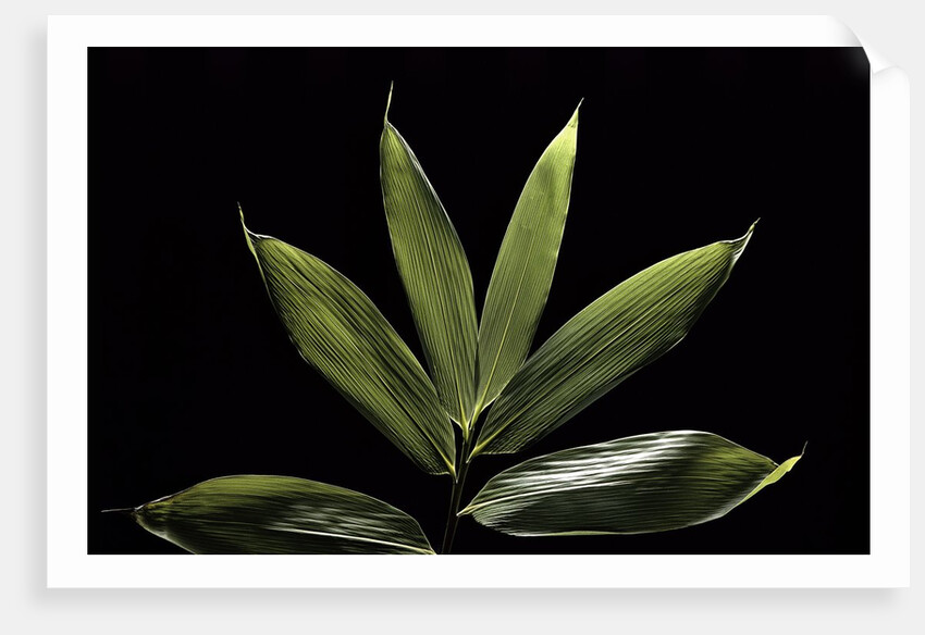 Sasa cernua f. nebulosa (bamboo) by Anonymous