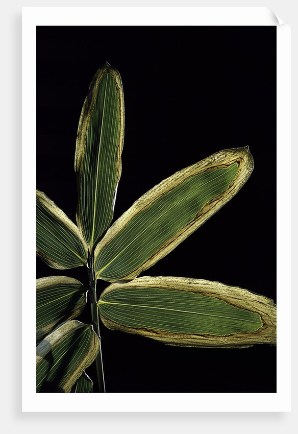 Sasa veitchii (kuma bamboo grass) - leaf by Anonymous