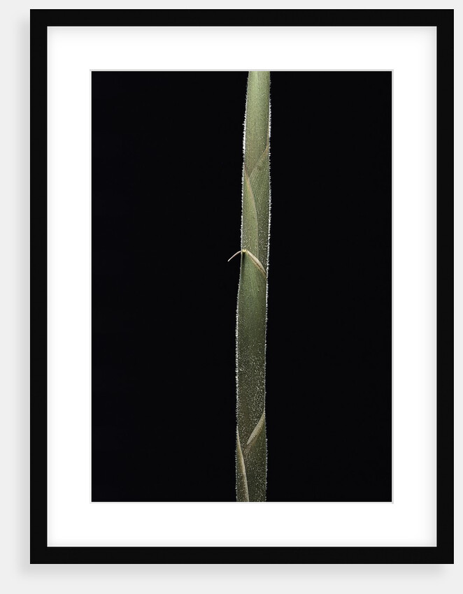 Semiarundinaria 'Korea' (bamboo) - shoot by Anonymous