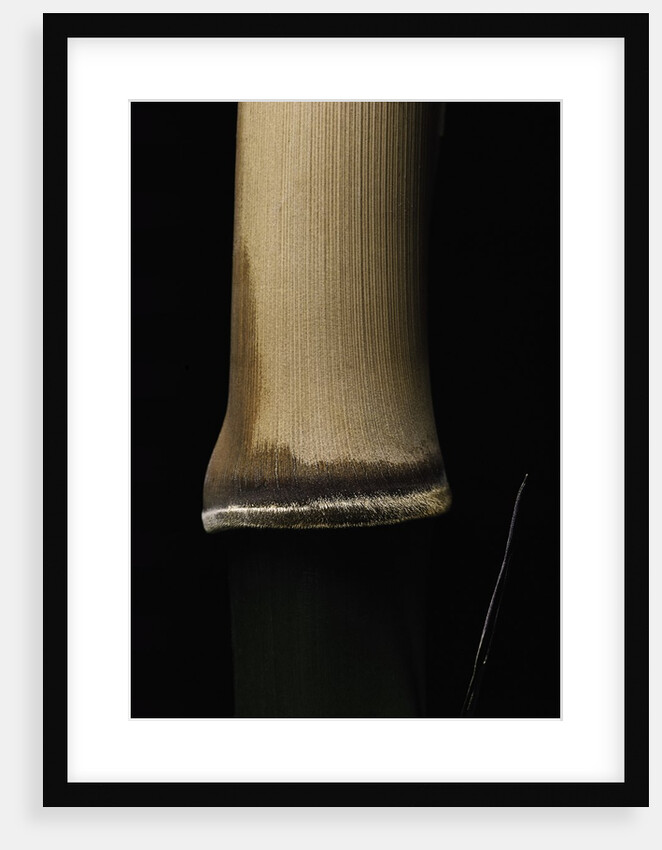 Semiarundinaria fastuosa (narihira bamboo) - young culm by Anonymous