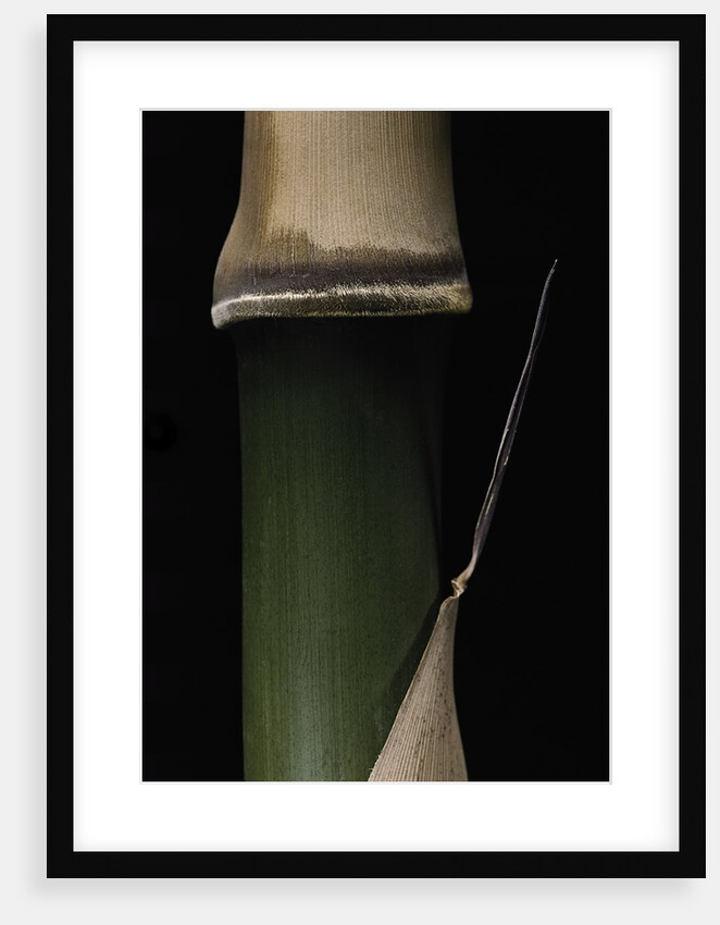 Semiarundinaria fastuosa (narihira bamboo) - young culm by Anonymous