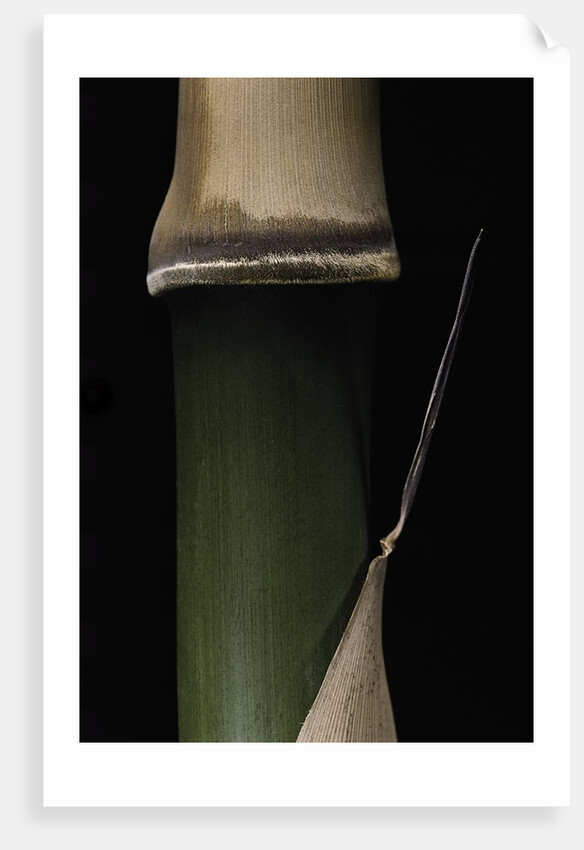 Semiarundinaria fastuosa (narihira bamboo) - young culm by Anonymous
