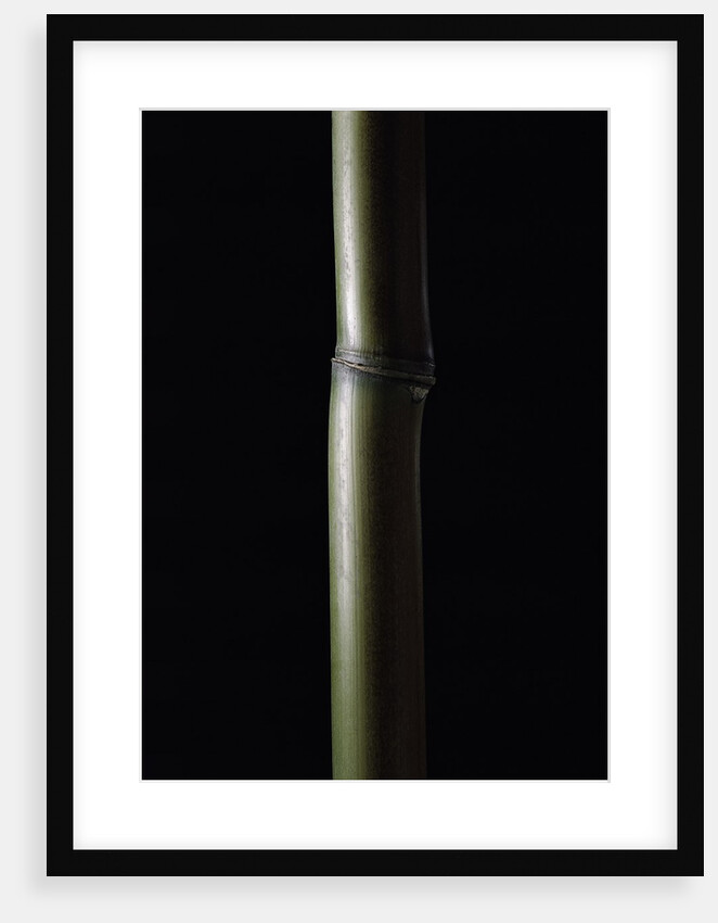 Semiarundinaria fastuosa (narihira bamboo) by Anonymous