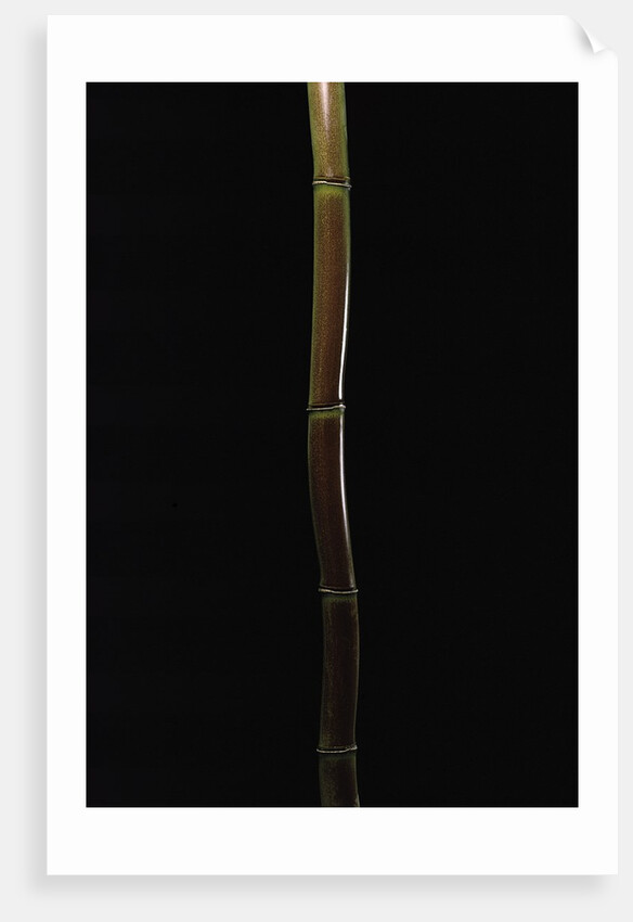 Semiarundinaria fastuosa (narihira bamboo) by Corbis