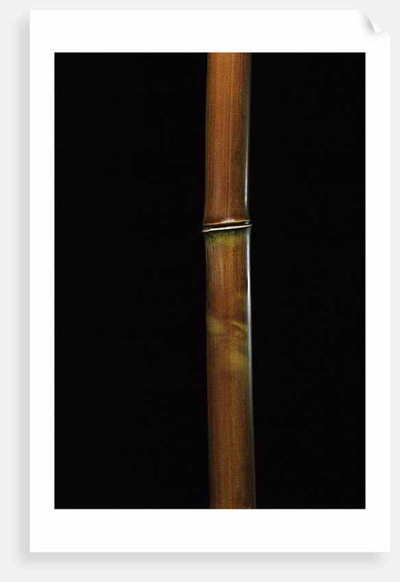 Semiarundinaria fastuosa (narihira bamboo) by Anonymous