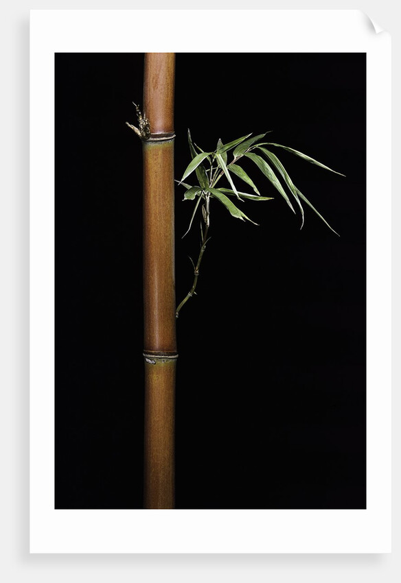 Semiarundinaria fastuosa (narihira bamboo) by Anonymous