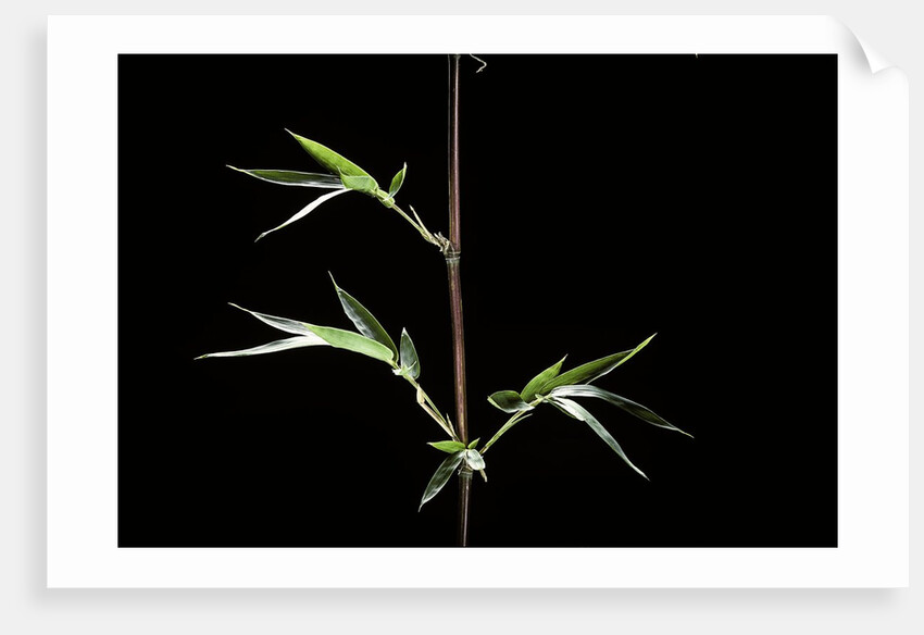 Semiarundinaria kagamiana (bamboo) by Anonymous