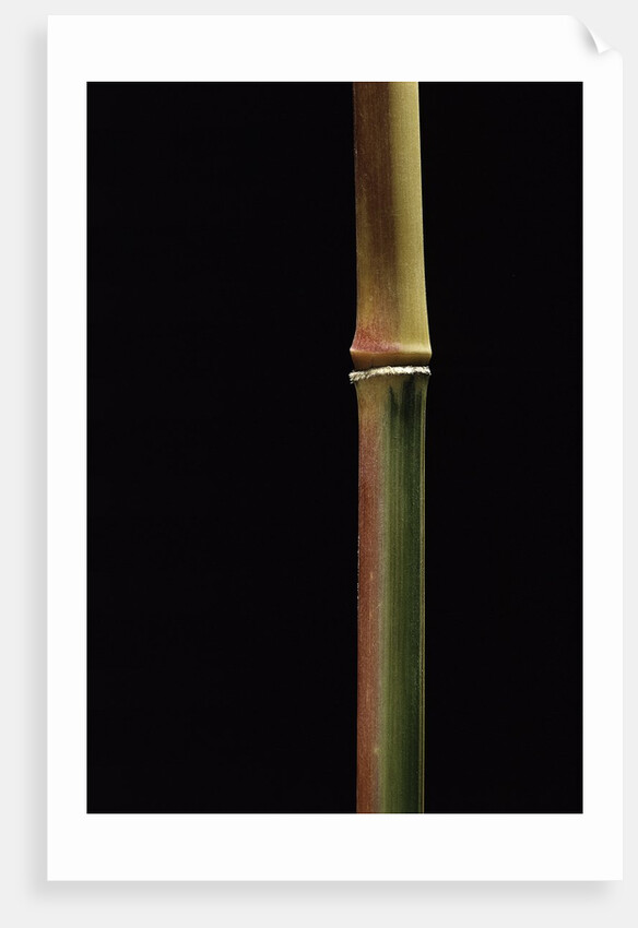 Semiarundinaria yashadake f. kimmei (Kimmei bamboo) by Anonymous