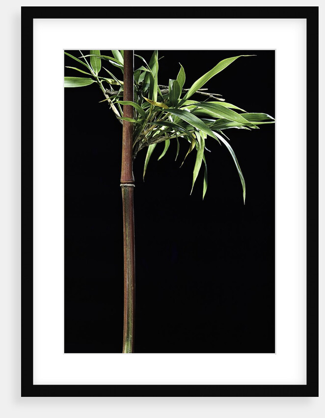 Semiarundinaria yashadake f. kimmei (Kimmei bamboo) by Anonymous