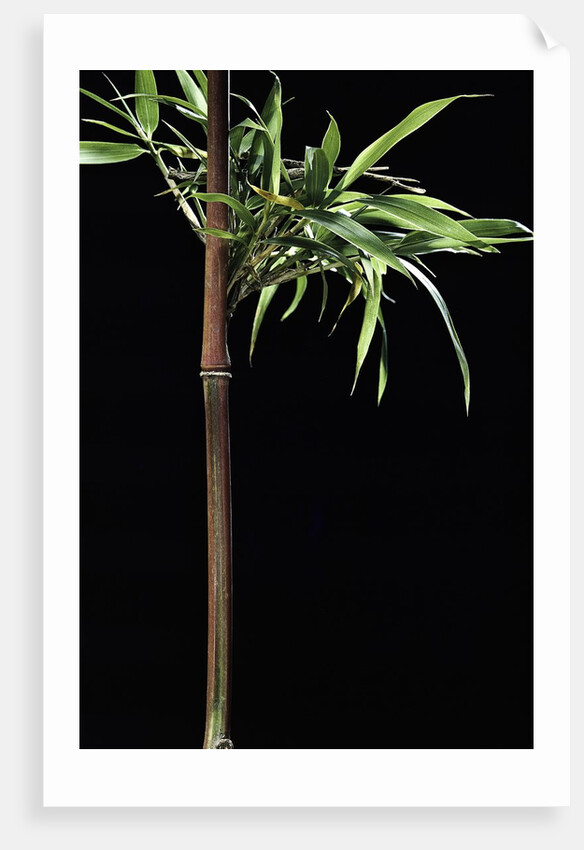 Semiarundinaria yashadake f. kimmei (Kimmei bamboo) by Anonymous