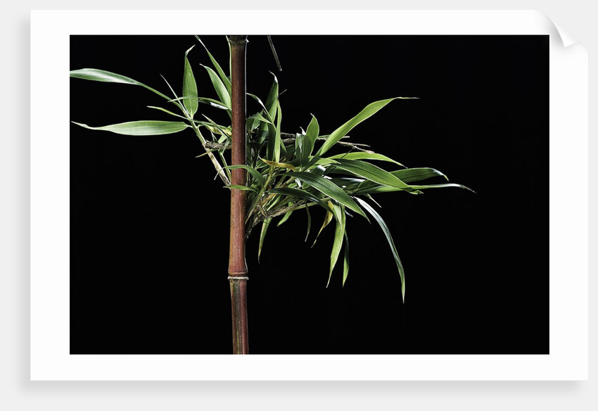 Semiarundinaria yashadake f. kimmei (Kimmei bamboo) by Anonymous