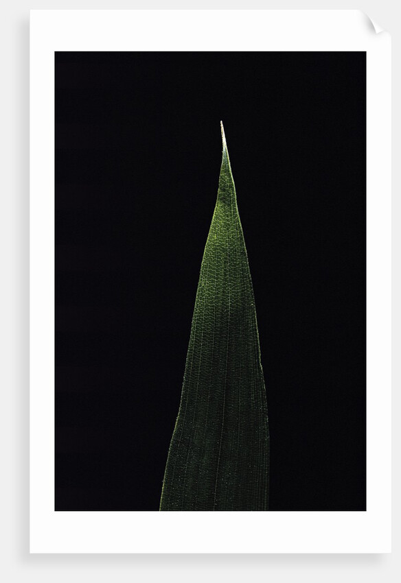 Shibataea kumasaca (ruscus-leaved bamboo) - leaf by Anonymous