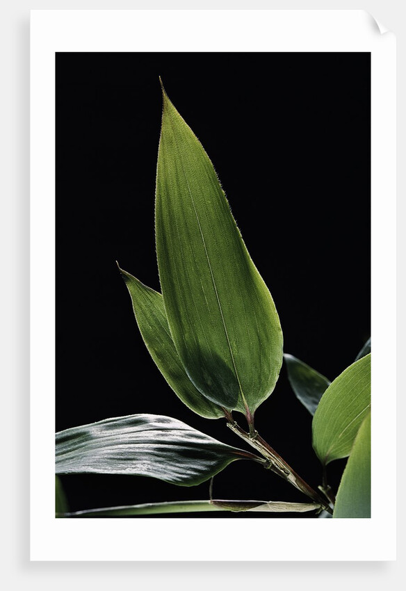 Shibataea kumasaca (ruscus-leaved bamboo) - leaf by Anonymous