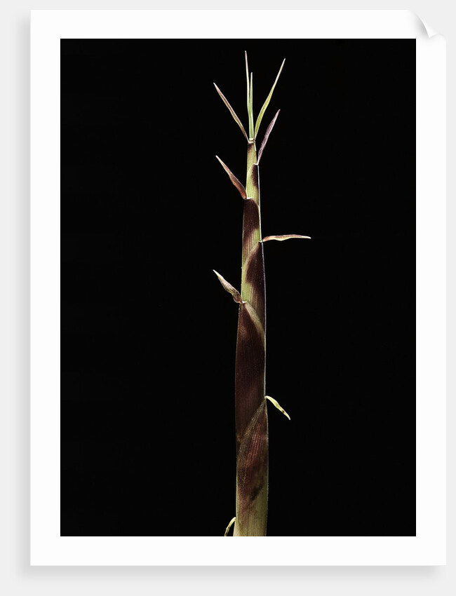 Shibataea kumasaca (ruscus-leaved bamboo) - shoot by Anonymous