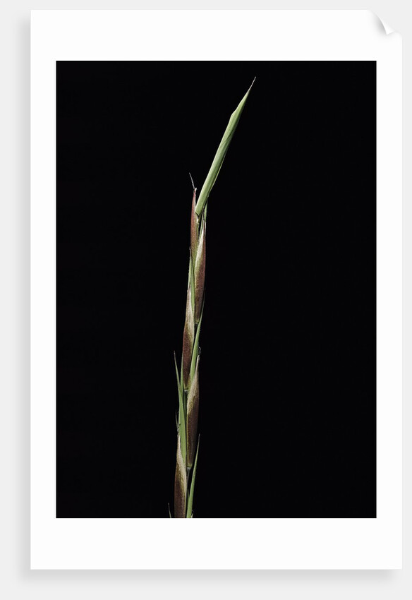 Shibataea kumasaca (ruscus-leaved bamboo) - shoot by Anonymous
