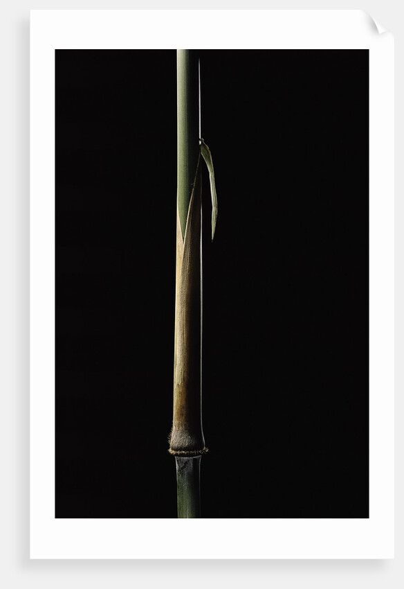 Sinobambusa tootsik (Chinese temple bamboo) - young culm by Anonymous