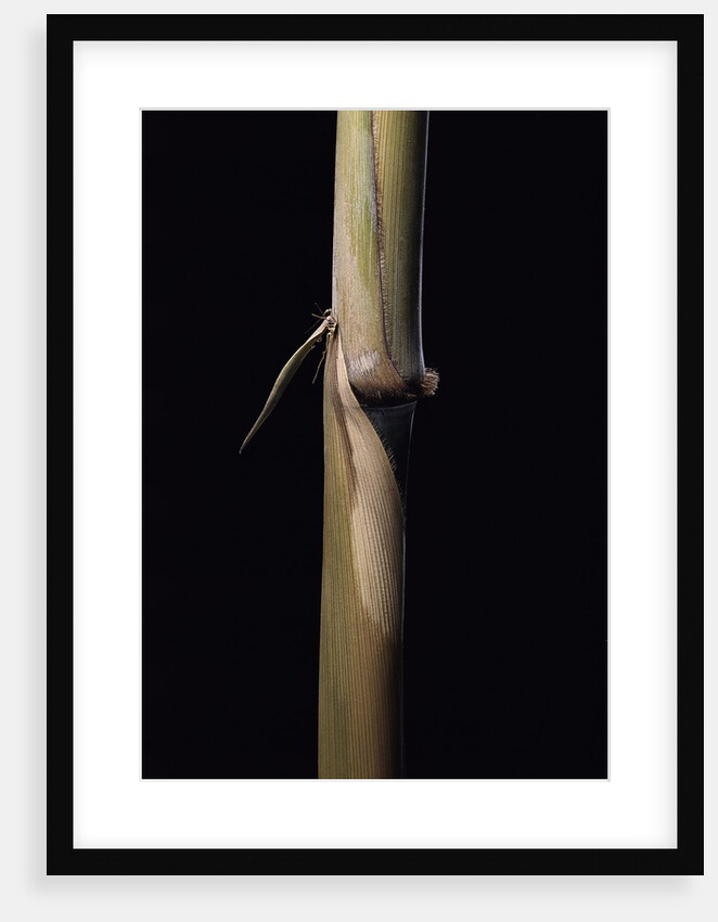 Sinobambusa tootsik (Chinese temple bamboo) - young culm by Anonymous