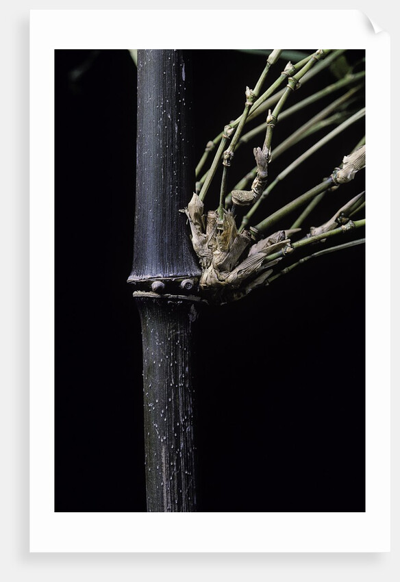 Bambusa tuldoides (punting pole bamboo) by Anonymous