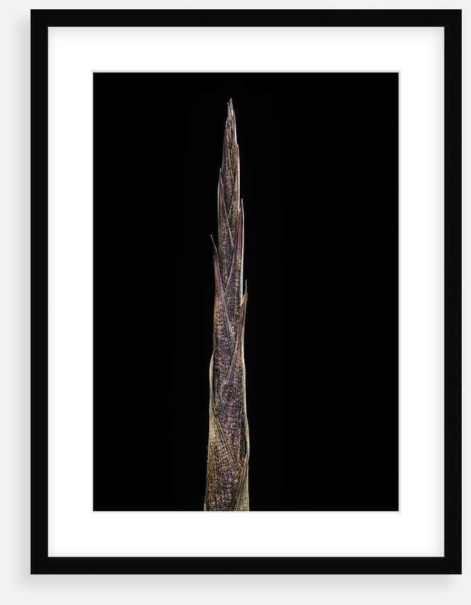 Bambusa tuldoides (punting pole bamboo) - shoot by Anonymous