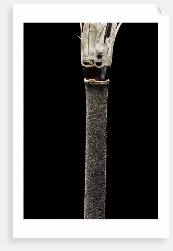 Yushania maling (Maling bamboo) by Anonymous