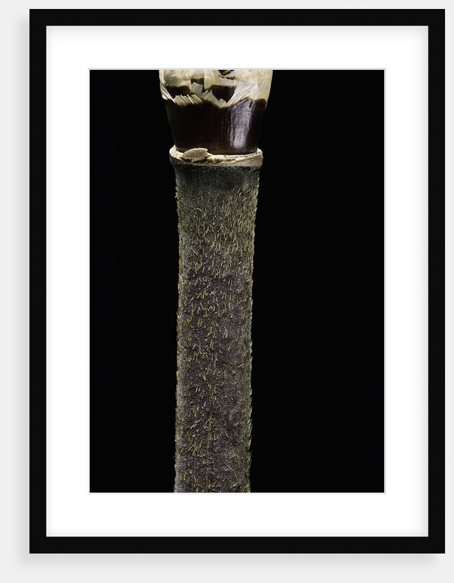 Yushania maling (Maling bamboo) by Anonymous