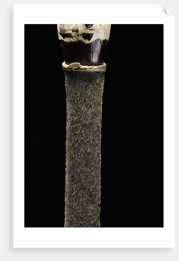 Yushania maling (Maling bamboo) by Anonymous