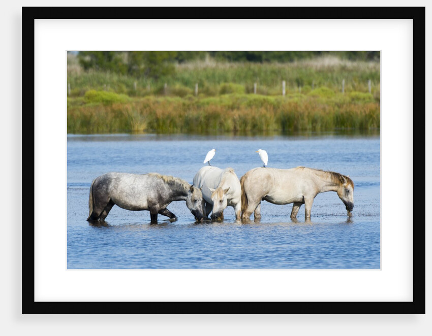 Camargue wild horses by Anonymous