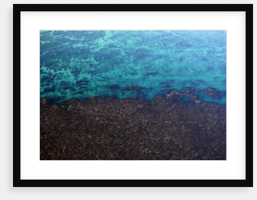 Aerial view of Seaweed in the Pacific Ocean in Isla Vista, California by Anonymous