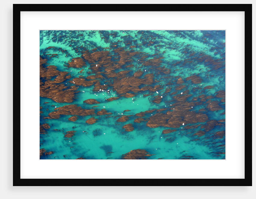 Aerial view of Seaweed and birds in the Pacific Ocean in Santa Barbara, California by Anonymous