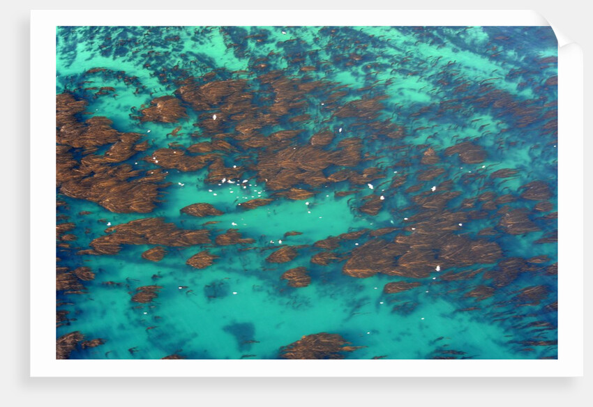 Aerial view of Seaweed and birds in the Pacific Ocean in Santa Barbara, California by Anonymous
