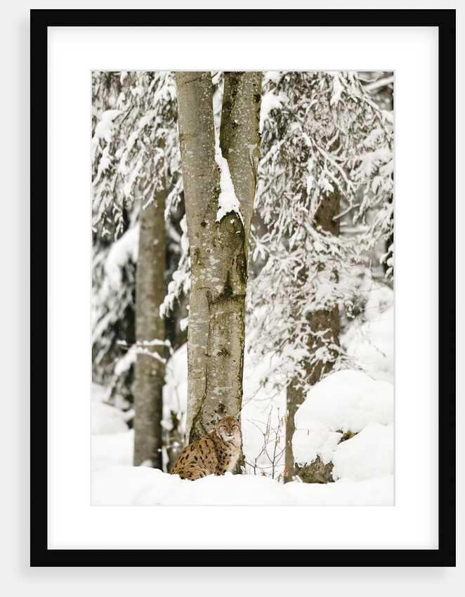 Lynx (Lynx Lynx) in the forest under an intense snowfall, Bayerischer Wald National Park,Germany by Anonymous