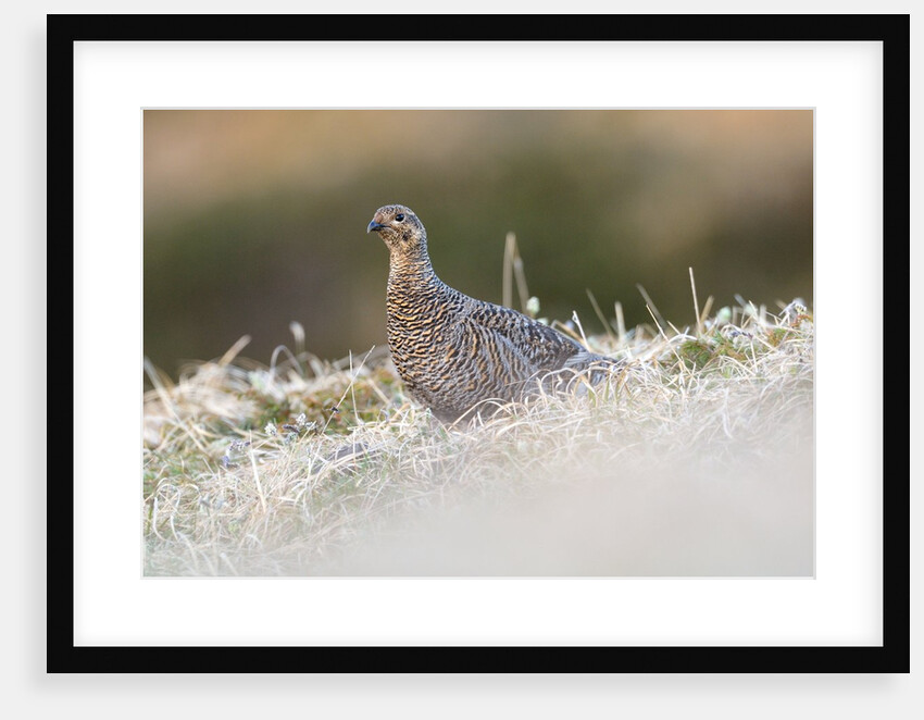 The female of Black Grouse overlooking the lek, Alpi Carniche, Friuli-Venezia Giulia, Carnia, It by Anonymous