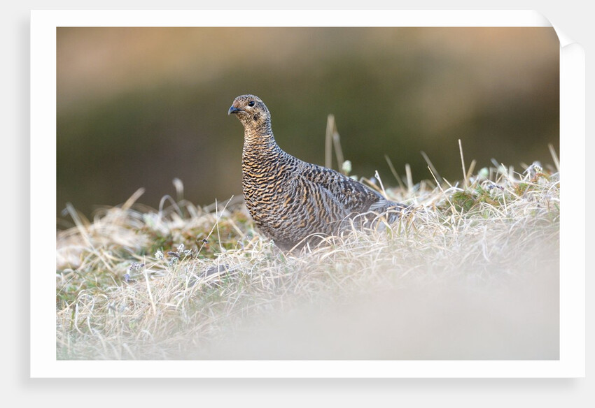 The female of Black Grouse overlooking the lek, Alpi Carniche, Friuli-Venezia Giulia, Carnia, It by Anonymous