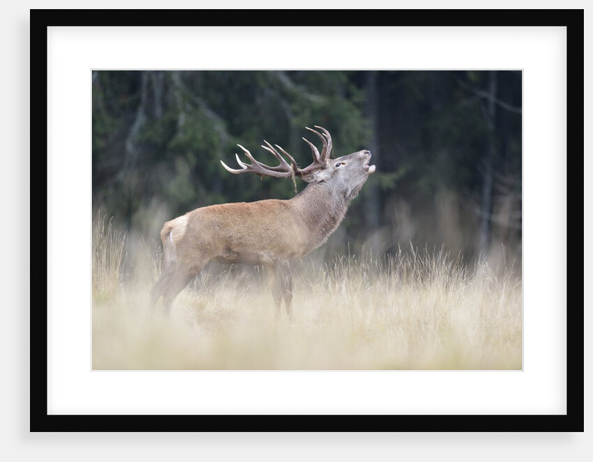 Rutting deer, Alpi Carniche, Friuli-Venezia Giulia, Carnia, Italy, Italia by Anonymous