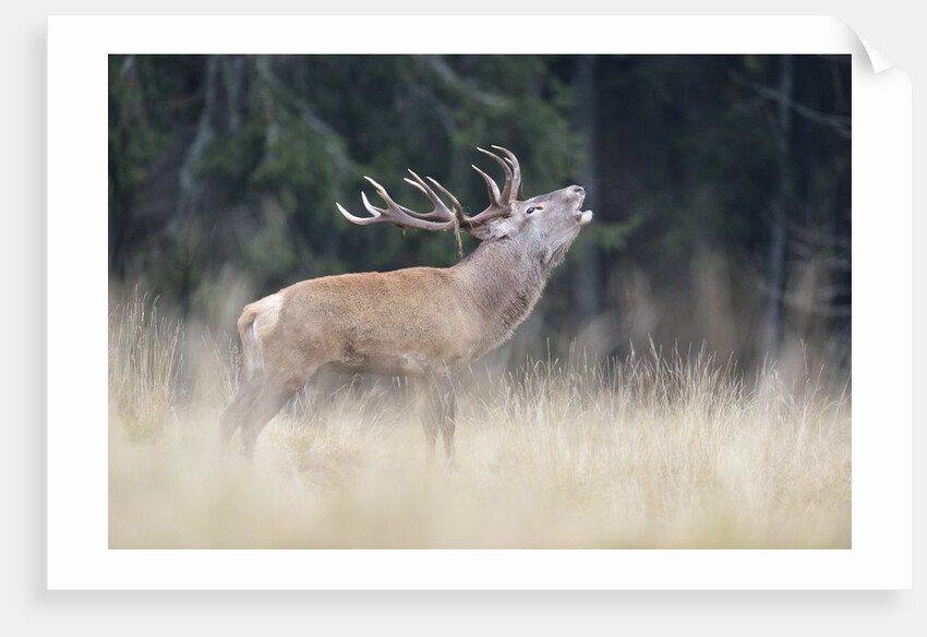 Rutting deer, Alpi Carniche, Friuli-Venezia Giulia, Carnia, Italy, Italia by Anonymous