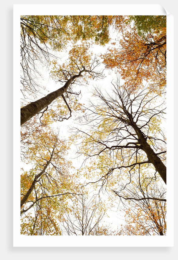 Wood takes on the warm colors of autumn, Prealpi Carniche , friuli Friuli-Venezia Giulia, Carnia by Anonymous