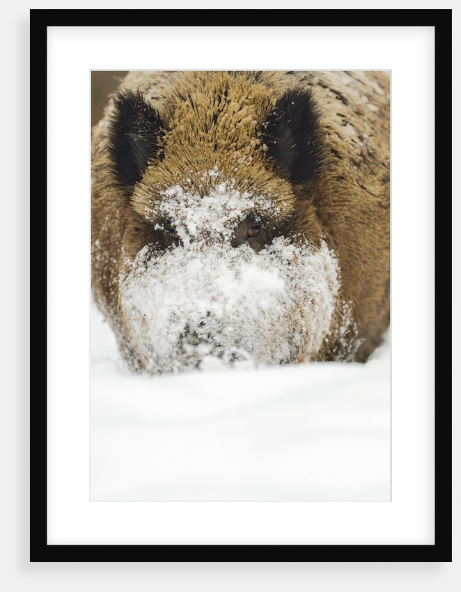 Wild boar (Sus scrofa) portrait in the snow, Bayerischer Wald National Park, Germania, Germany by Anonymous