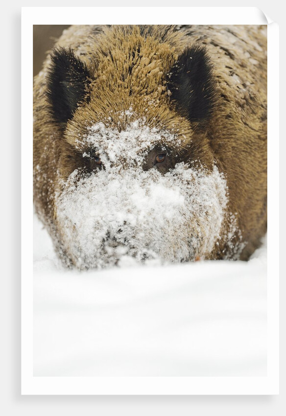 Wild boar (Sus scrofa) portrait in the snow, Bayerischer Wald National Park, Germania, Germany by Anonymous