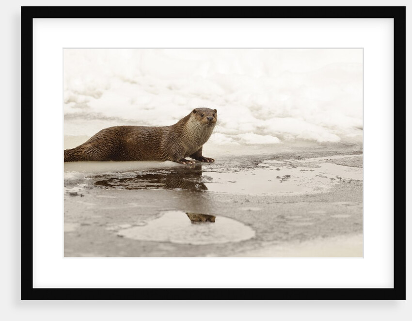 Wild otter (Lutra lutra) on the frozen lake, Bayerischer Wald National Park , Germania, Germany by Anonymous
