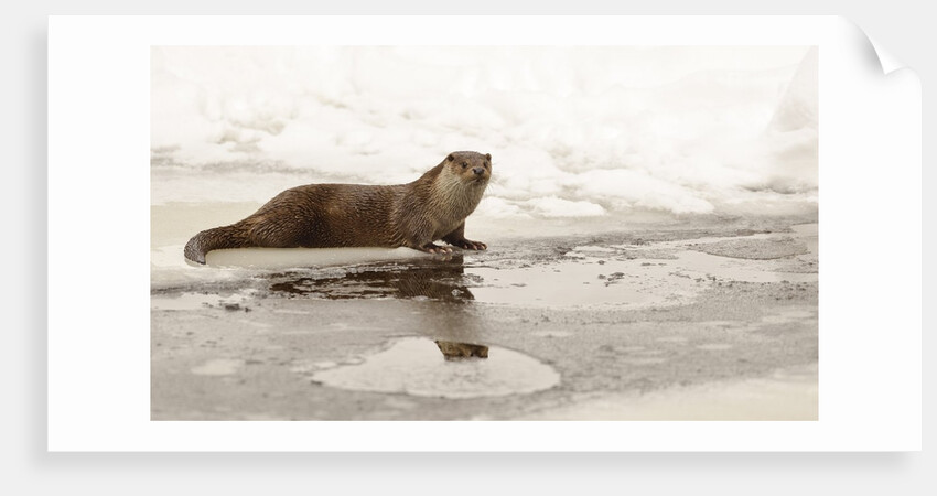 Wild otter (Lutra lutra) on the frozen lake, Bayerischer Wald National Park , Germania, Germany by Anonymous