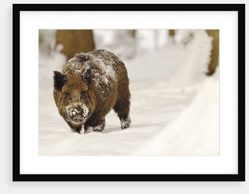 Wild boar (Sus scrofa) in the snow, Bayerischer Wald National Park, Germania, Germany by Anonymous