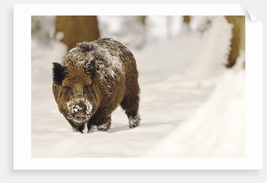 Wild boar (Sus scrofa) in the snow, Bayerischer Wald National Park, Germania, Germany by Anonymous